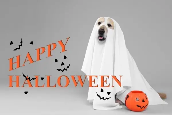 Happy Halloween from Premier Mortgage